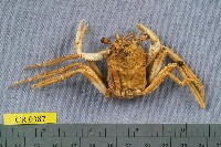 藏品(東方人面蟹)的圖片